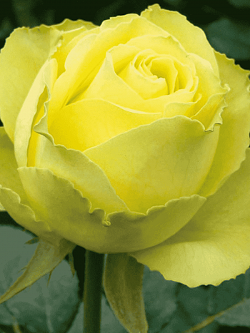 Роза чайно-гибридная Limbo