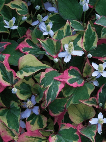 Хауттюйния сердцевидная Chameleon