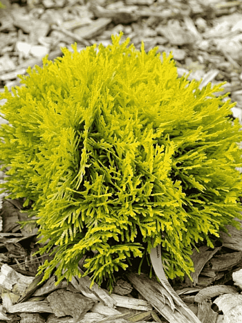 Туя западная Amber Glow