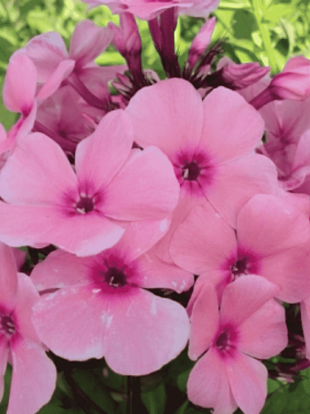 Флокс метельчатый Радомир