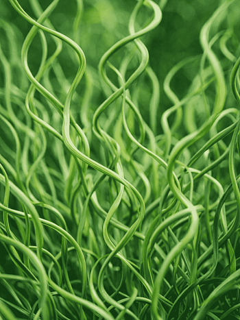 Ситник развесистый Spiralis