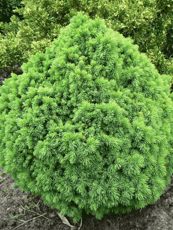 Ель канадская Alberta Globe