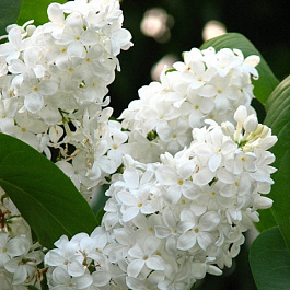 Сирень обыкновенная Галина Уланова