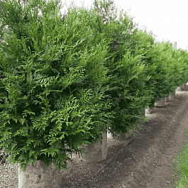 Туя складчатая Atrovirens