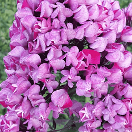 Флокс метельчатый Бутоник