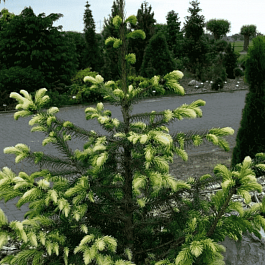 Ель сербская White tops