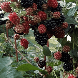 Ежевика Честер