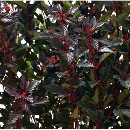 Пузыреплодник калинолистный Литтл Джокер (Патио)