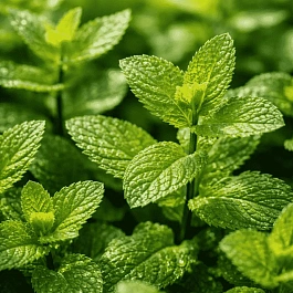 Мята перечная Garden mint