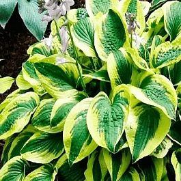 Хоста гибридная Brim Cup