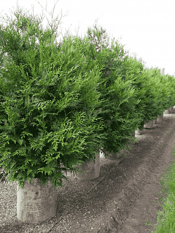 Туя складчатая Atrovirens