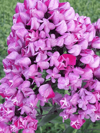 Флокс метельчатый Бутоник