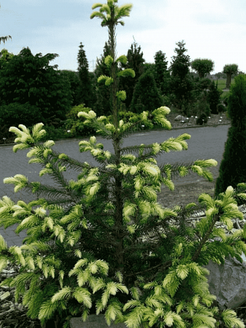 Ель сербская White tops