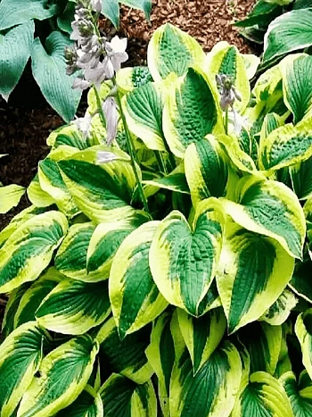 Хоста гибридная Brim Cup