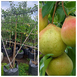 Груша пальметта на шпалере 5-лет+ Осенняя Яковлева