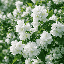 Чубушник венечный Русалка