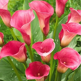 Калла Captain Romance