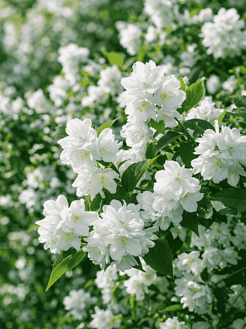 Чубушник венечный Русалка