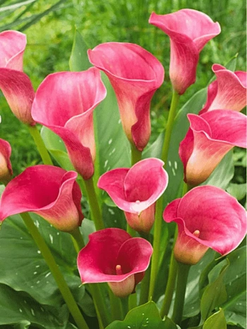 Калла Captain Romance