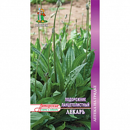 Подорожник ланцетолистный Лекарь