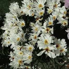 Пион Молочноцветковый Lois Kelsey