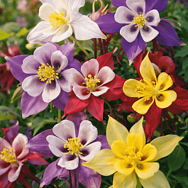 Аквилегия гибридная McKana Hybrids