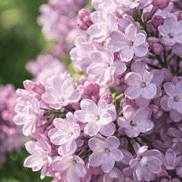 Сирень обыкновенная Белая ночь