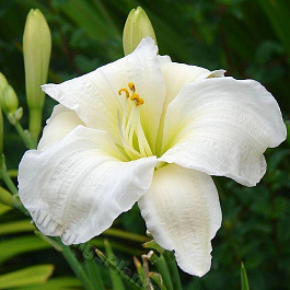 Лилейник гибридный Джентл Шеферд