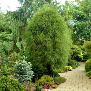 Туя западная filiformis на штамбе