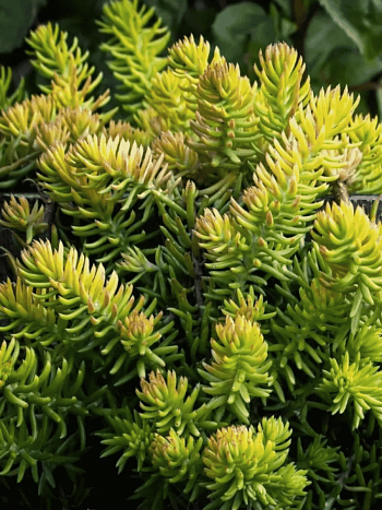 Очиток отогнутый Angelina