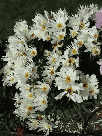 Пион Молочноцветковый Lois Kelsey