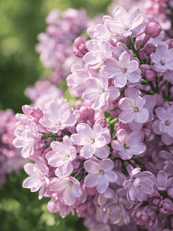 Сирень обыкновенная Белая ночь