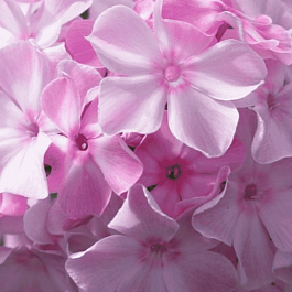 Флокс метельчатый Монплезир