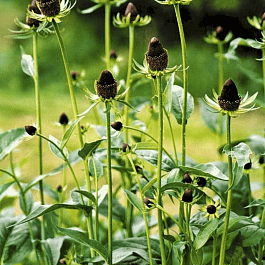 Рудбекия западная Green Wizard