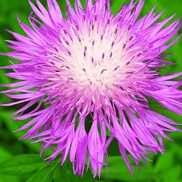 Василек подбеленный Bright Rose