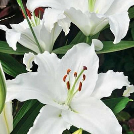 Лилия восточная Астериан