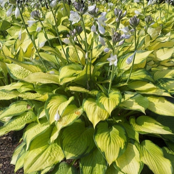 Хоста гибридная Полз Глори