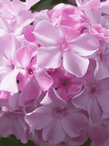 Флокс метельчатый Монплезир