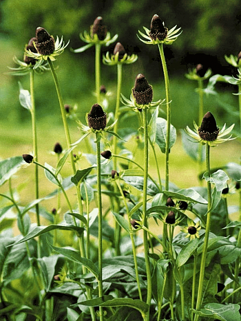 Рудбекия западная Green Wizard