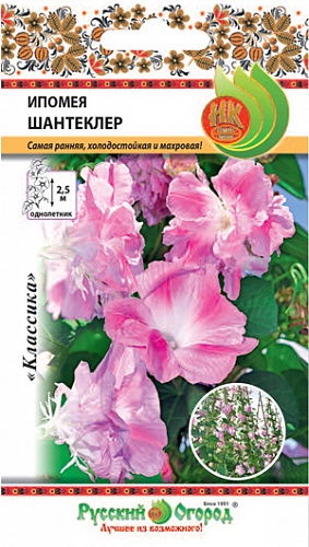 Ипомея Shantekler