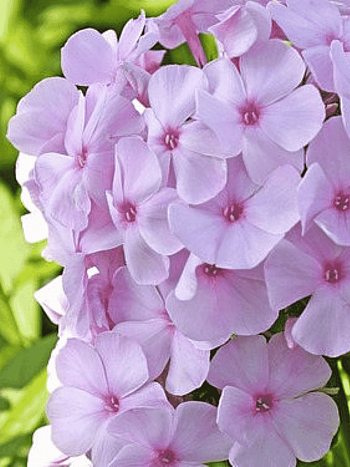 Флокс метельчатый Pinky Hill