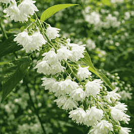 Дейция шершавая Candidisima