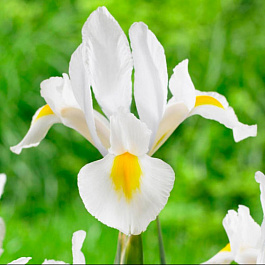 Ирис голландский Крим Бьюти