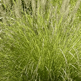 Осока власовидная Phoenix Green