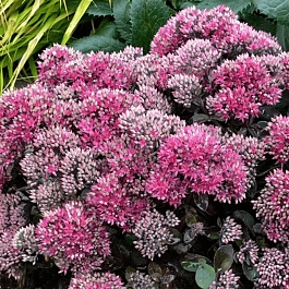 Очиток большой Seduction Hot Rose Dark Stems