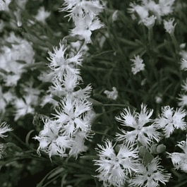 Гвоздика песчаная