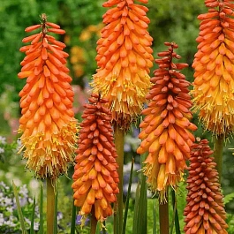 Книфофия гибридная Alcazar