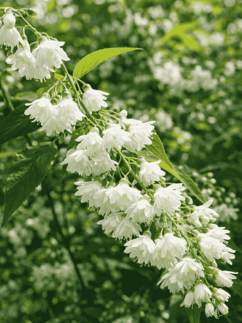 Дейция шершавая Candidisima