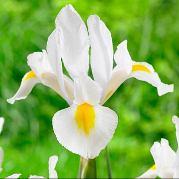 Ирис голландский Крим Бьюти