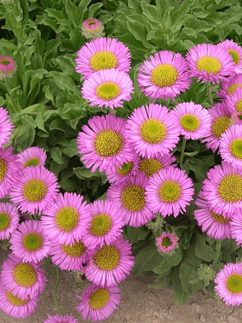 Мелколепестник сизый Sea Breeze